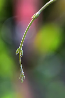 White tendril tips on a bokeh background