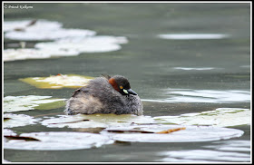 Little Grebe Little Grebe