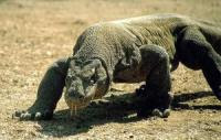 Komodo dragon