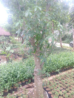 Jual Pohon Tambleg | Pohon Baobab | Pohon Ki Tambleg | geraitanaman.blogspot.com