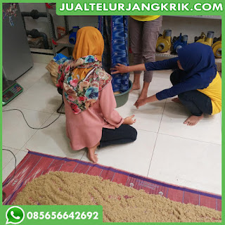 Harga Telur Jangkrik Alam