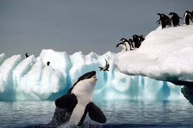 Favorite Killer Whale Eating Penguin 800 x 532 · 52 kB · jpeg