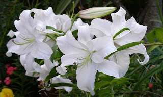 bunga-lily-surabaya