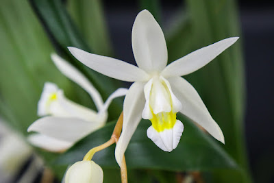 Coelogyne glandulosa orchid plant care and culture