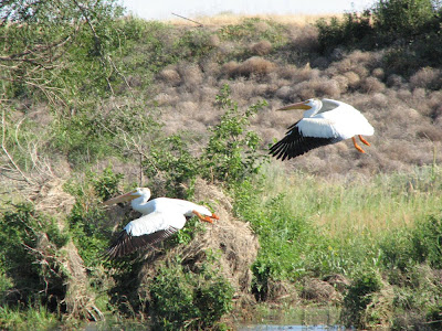 birds flying