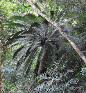 Dioon spinulosum