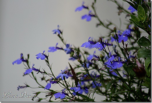 Lobelia_DarkBlue_May26