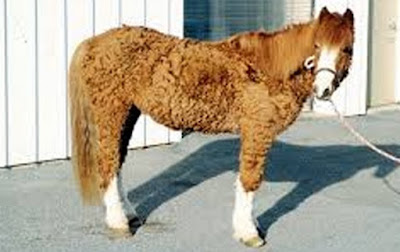 Cushing Disease In Horses Pictures9