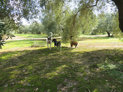 Two Dogs and a Cat in the Olive Groves