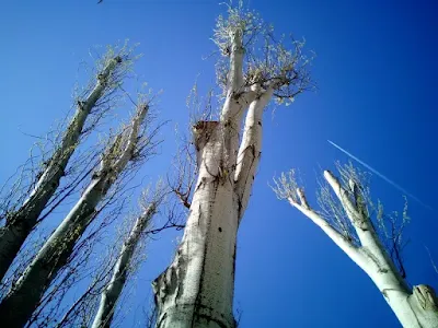 La Potatura degli Alberi: Un Equilibrio Delicato