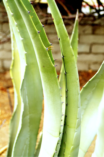 botany, cacti, cactus, desert life, plants, palm springs