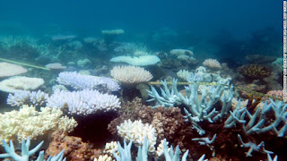 Australia, Great Barrier Reef, Coral Reef Bleaching, Coral IVF