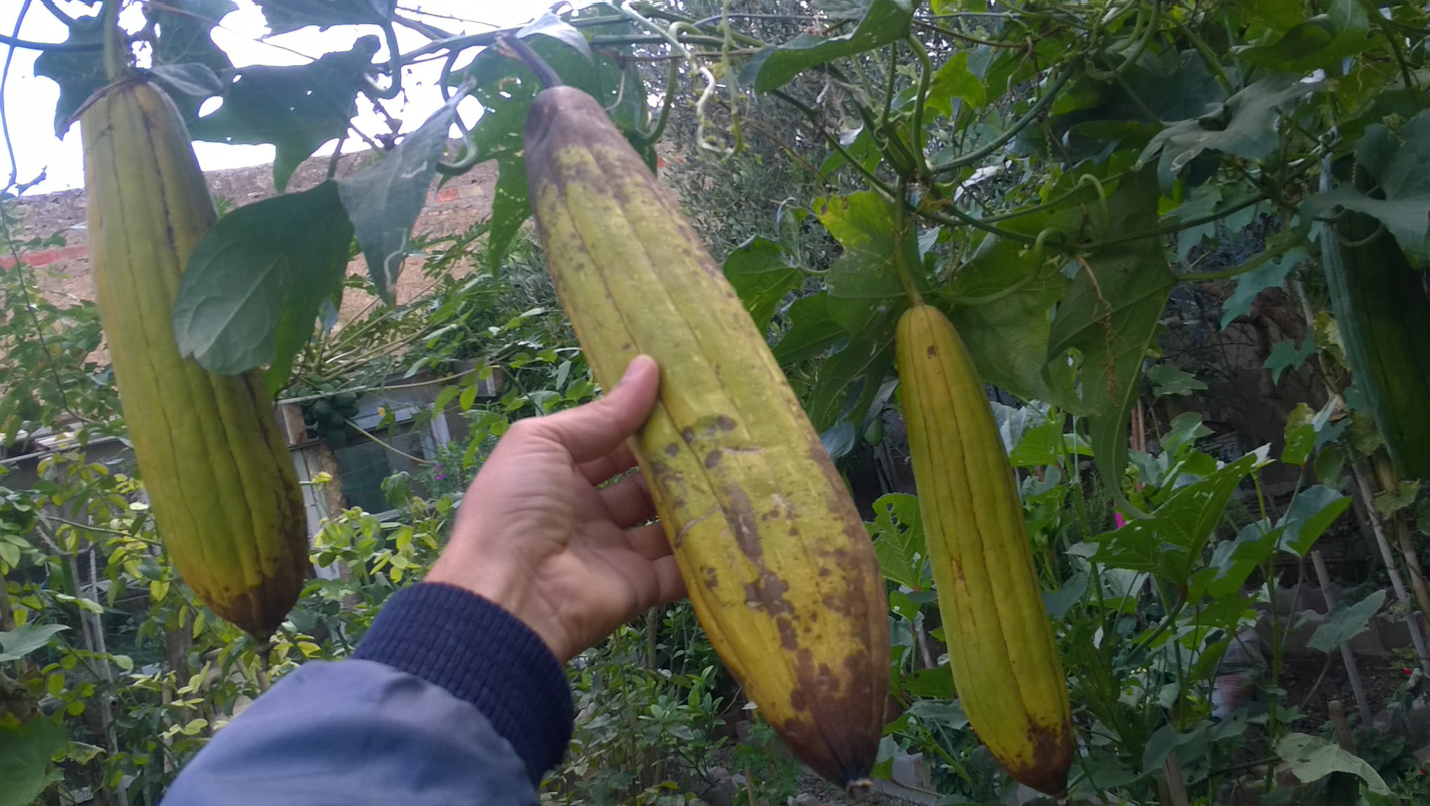 When it comes to harvesting Luffa sponges, it's important to wait until the Luffa gourds have fully matured on the vine. This is typically indicated by a change in color from green to a yellowish hue and a hardening of the outer skin.