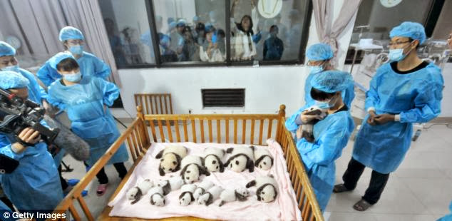 Newborn Panda Cubs Shown to Public in China