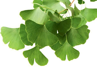 https://penikmatherbal.blogspot.com/2018/06/5-fakta-manfaat-ginkgo-biloba-yang.html