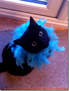 Boa Cat