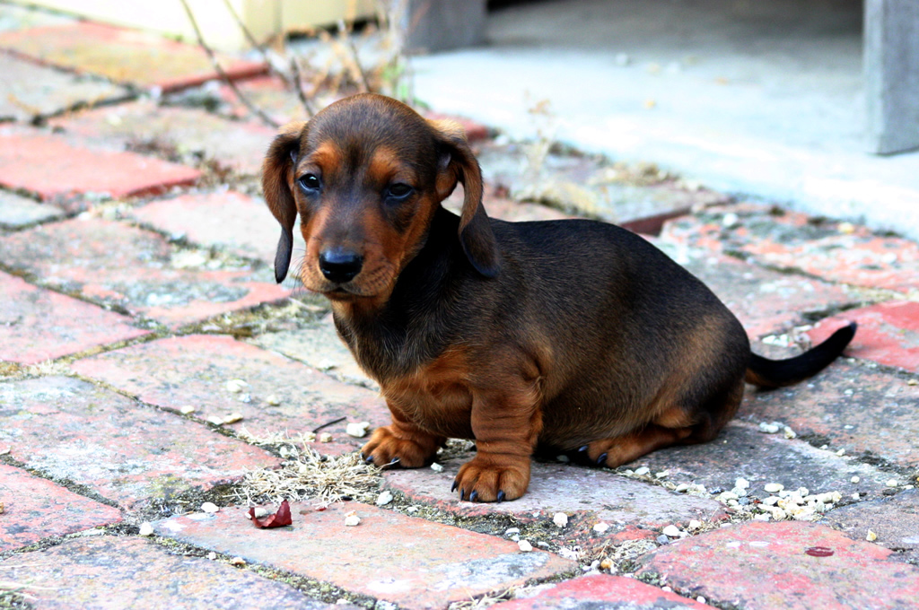 Cute Dogs: Miniature Dachshund Dog