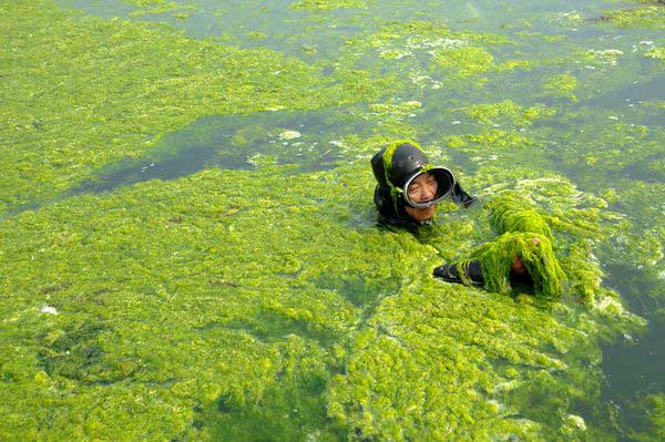 Sains bersedia untuk mengambil tenaga elektrik dari alga