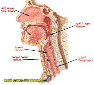 أمراض الاوتار الصوتية وعلاجها