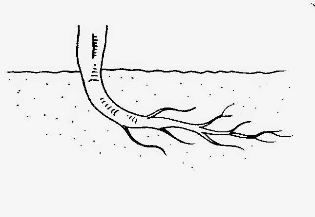 Dunia Sekolah Gambar  Hitam  Putih  Drawing Bunga Pokok