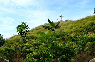 Kebun cabai Bukit Pulisan, Likupang Timur, Minahasa Utara, Sulawesi Utara +jelajahsuwanto