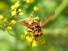 A female hover fly Milesia crabroniformis.  Indre et Loire, France. Photographed by Susan Walter. Tour the Loire Valley with a classic car and a private guide.