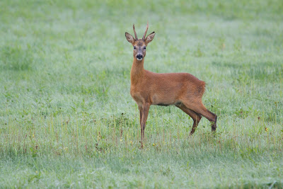 Ree - Ree - Capreolus capreolus