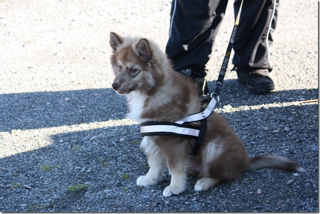 Lapphundtreff 19.09.09 008