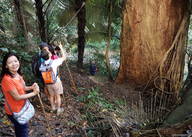 Giant tree along the trek.