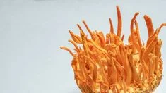 Cordyceps Mushroom Training In Puducherry