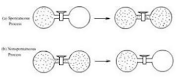 Spontaneous and non-spontaneous process 