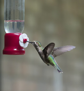 Basic Hummingbird Food Recipe