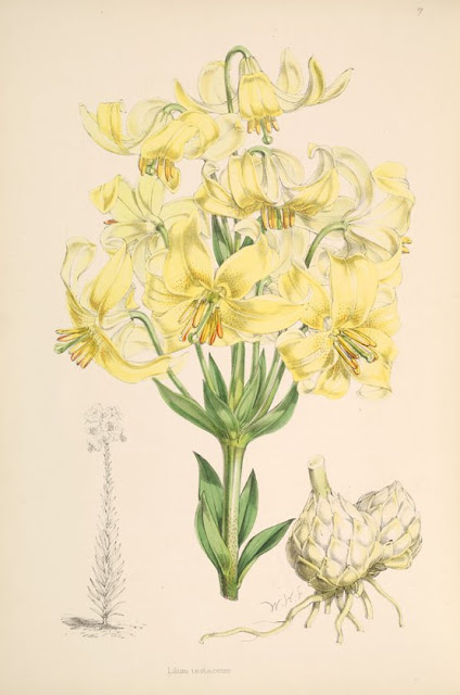 Лилия терракотовая (Lilium x testaceum, =Lilium candidum x Lilium chalcedonicum)