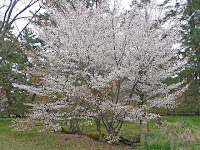 今年も満開の「桜松」桜の木。