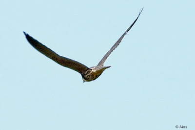 "Eurasian Hobby - Falco subbuteo, wonderful to see this Hobby at Abu Road flying overhead."