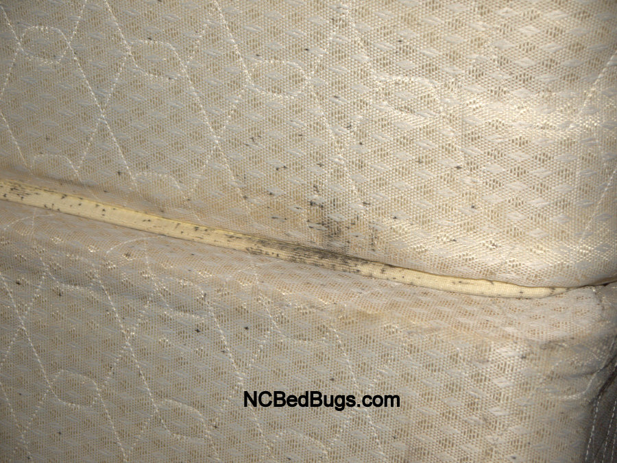 Signs of bed bugs on a mattress - old signs | NC Bed Bugs