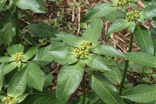 Euphorbia heterophylla