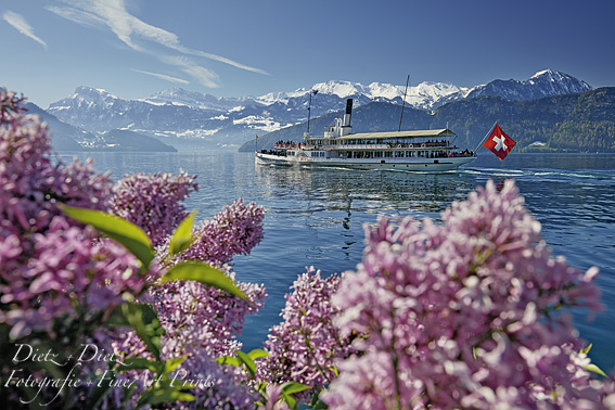 Steamer URI departing in Weggis - Flowers and Mountains with fresh snow