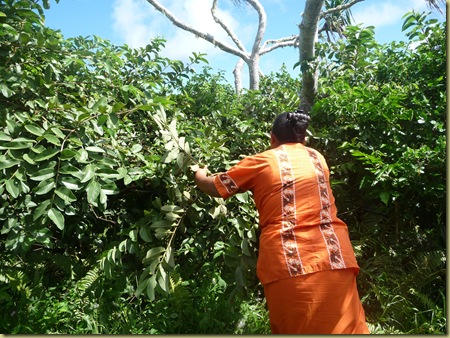 Aloine picks some guavas for lunch
