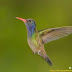 Hylocharis cyanus Zafiro gorgiblanco o de cabeza azul (White-chinned
Sapphire; Beija-flor-roxo).