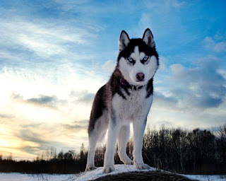 Husky Dogs