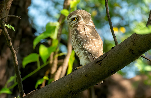 Bharatpur birding birds nature wildlife travel conservation