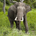 The elephant that killed three people 
