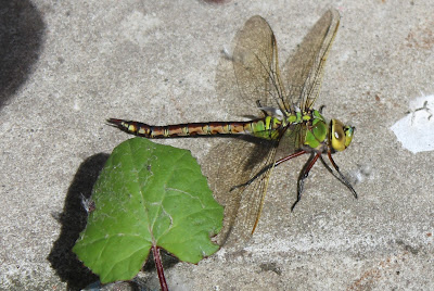 Grote Keizelibel - Grutte Keizer - Anax imperator