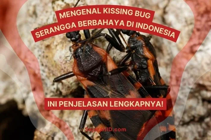 Mengenal Kissing Bug: Serangga Berbahaya di Indonesia