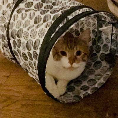 A little kitten inside his play tunnel. 