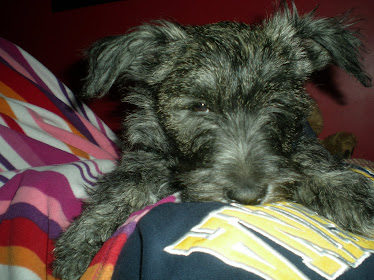 Snuggle Puppy