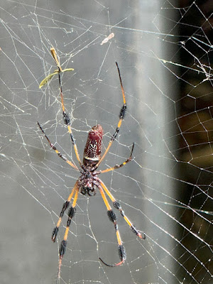 Spider seen at Windley Key Fossil Reef Geological State Park