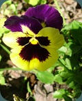 DSCF5674