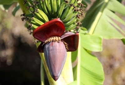 jantung pisang